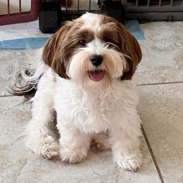 Ulani - Havanese