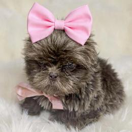 Girl 3 - female Shih Tzu puppy in Riverside, California from Be Dazzled Shihtzu