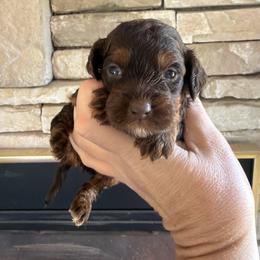 Daisy - Brown female Cockapoo puppy in Connersville, Indiana from MoonShine Babies