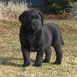 Labrador Retriever Puppies from Cecilie Drege