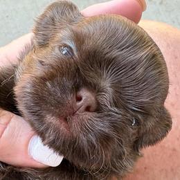 Maverick - Liver male Shih Tzu puppy in Dallas, Texas from Heart and Soul Shih Tzu