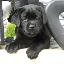 Labrador Retriever Puppies from Freedom Labradors