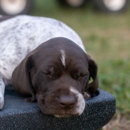 German Shorthaired Pointer Puppies from Inspire German Shorthaired Pointers