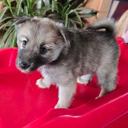 Aspen - Red and white female Icelandic Sheepdog puppy in Mariposa, California from Glacier Point Icelandics