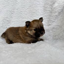 Copper AKC Male - Orange sable male Pomeranian puppy in Las Vegas, Nevada from POM SOCIETY