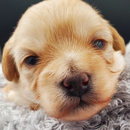 Girl 1 - Schnoodle puppy from Eveleigh Acres Puppies