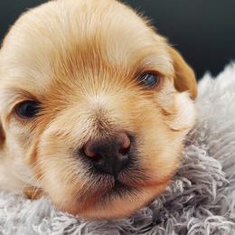 Girl 1 - Schnoodle puppy from Eveleigh Acres Puppies