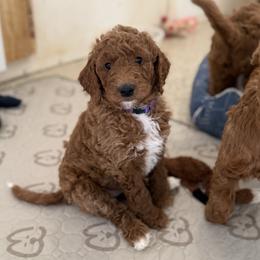Goldendoodle Puppies from Mountain Grove Doodles