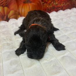 Snoopy - Chocolate brindle male Havapoo puppy in Brookings, South Dakota from Hofer Pups