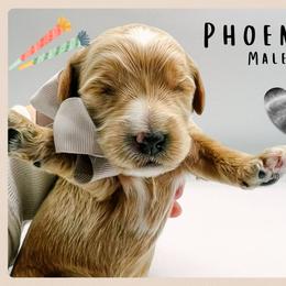 Phoenix - Red  male Goldendoodle puppy in Hilton, New York from The House of Goldendoodle