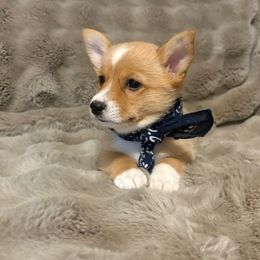 Blue Bandanna - Red female Pembroke Welsh Corgi puppy in Pikeville, Tennessee from Rock Solid Ranch