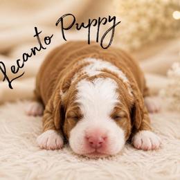Boy 3 - male Bernedoodle puppy in Lecanto, Florida from Lecanto Puppy