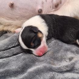 Girl 2 - Black and tan female Pembroke Welsh Corgi puppy in Purcellville, Virginia from Rhone River Farm Pembroke Welsh Corgis