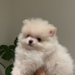 Cotton - White Pomeranian puppy in California from Lovingly Pomeranians
