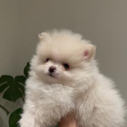 Cotton - White Pomeranian puppy in California from Lovingly Pomeranians