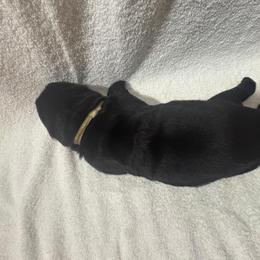 White Girl - Black female Newfoundland puppy in Seffner, Florida from Tampa Bay Farm