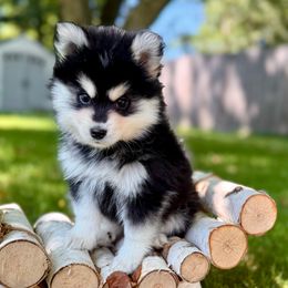 Apollo - Black and white male Pomsky puppy in Wausau, Wisconsin from Arctic Star Pomskies