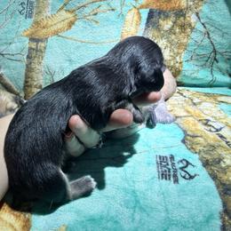Black and cream Female - Black and cream female Dachshund puppy in Umatilla County, Oregon from Divine Dogs