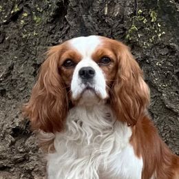 Zuri - Cavalier King Charles Spaniel