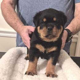 Frank- Lime collar boy 6 - Black and mahogany male Rottweiler puppy in Carnesville,, Georgia from Von Knopf Rottweilers