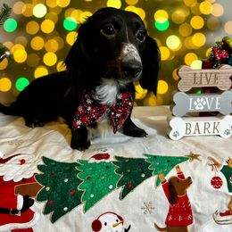 Remy - Black and cream male Dachshund puppy in Omaha, Nebraska from Colorful Dachshunds
