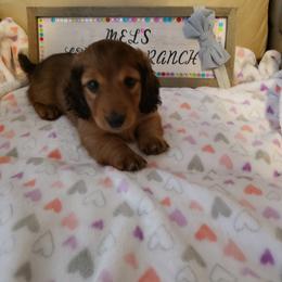 Dachshund Puppies from Mel's LowRider Ranch