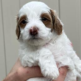 Lulu - Parti female Goldendoodle puppy in American Fork, Utah from Kym’s Micro Mini Goldendoodles