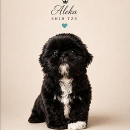 Wolfie - Black male Shih Tzu puppy in Richmond, Texas from Aleka Shih Tzu