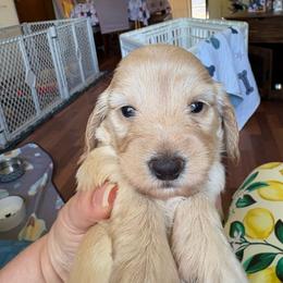 Pepper's Cream Girl - Cream female Dachshund puppy in Ocala, Florida from Island Farms Mimi’s Dachshunds Florida