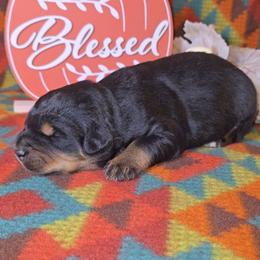 Black Tri Male 1 - Black tri-color male Australian Shepherd puppy in Crossville, Alabama from Bluff View Aussies