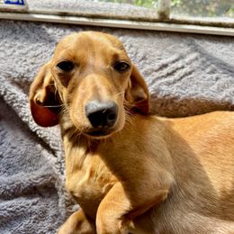 Minnie Mae - Dachshund