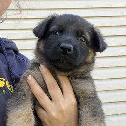 German Shepherd Puppies from Aus Gerstbrei German Shepherds