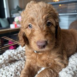 Blue - Red  male Goldendoodle puppy in Buda, Texas from Anita’s Doodles