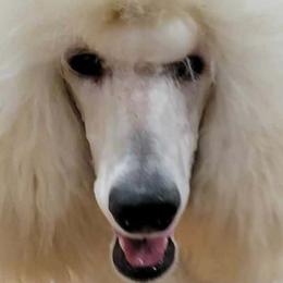 Legend - Poodle
