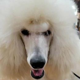 Legend - Poodle