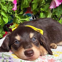 Yellow male chocolate and cream 2400 - Chocolate and cream male Dachshund puppy in Lexington, Oklahoma from Long Doggy Acres Miniature Dachshunds