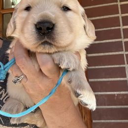 Boy 3 - Light golden male Golden Retriever puppy in Boise, Idaho from Clear Creek Goldens