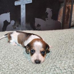 Girl 1 - Piebald female Dachshund puppy in Lindsay, California from Lewis Creek Dachshunds