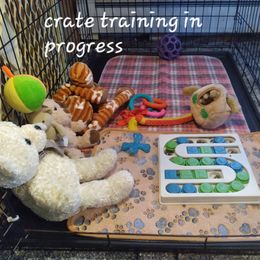 Poodle Puppies from Precious Poodle Babies