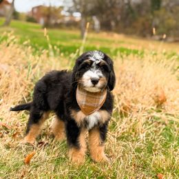 Charmander - male Australian Mountain Doodle puppy in Pittsburgh, Pennsylvania from WestPenn Doodles LLC