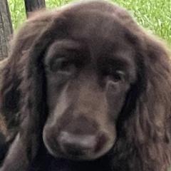 Reba - Field Spaniel puppy in Bloomington, Indiana from SandyMist Kennel