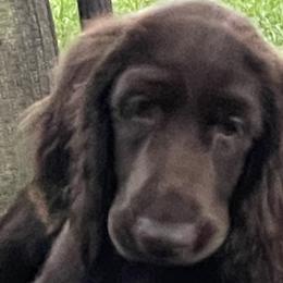 Reba - Field Spaniel puppy in Bloomington, Indiana from SandyMist Kennel