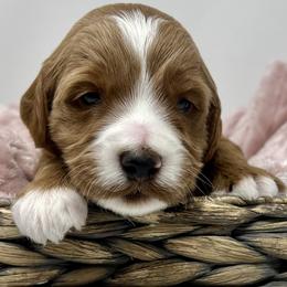 White Male - Apricot male Goldendoodle puppy in Great Falls, Montana from Montana Goldendoodles