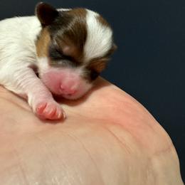 Papillon Puppies from Papillons in the Pines