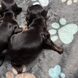 Boy 1 - Black and tan male Dachshund puppy in Santa Rosa, California from Signature Mini Dachshunds