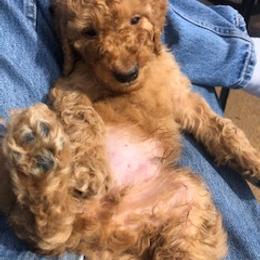 Goldendoodle Puppies from Da Ruba Doodles