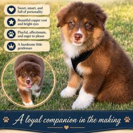 AKC Russell - Red tri-color male Australian Shepherd puppy in Call, Tx, Texas from Stover's Australian Shepherd's, LLC