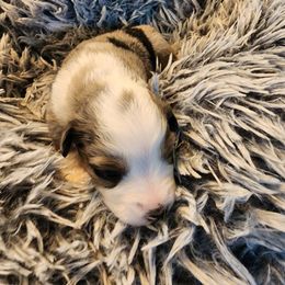 Australian Shepherd Puppies from Steel Magnolia Aussies