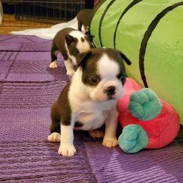 Boston Terrier and Italian Greyhound Puppies from 4Ever Boston Terriers & Italian Greyhounds