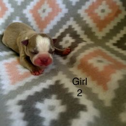 Girl 2 - Lilac male Boston Terrier puppy in Charleston, West Virginia from Mountain Momma Bostons